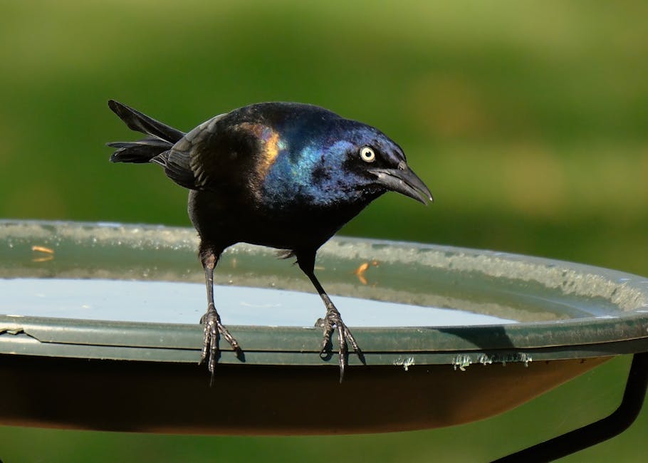 A vibrant Common Grackle perched on a birdbath in Athens, Alabama, USA.