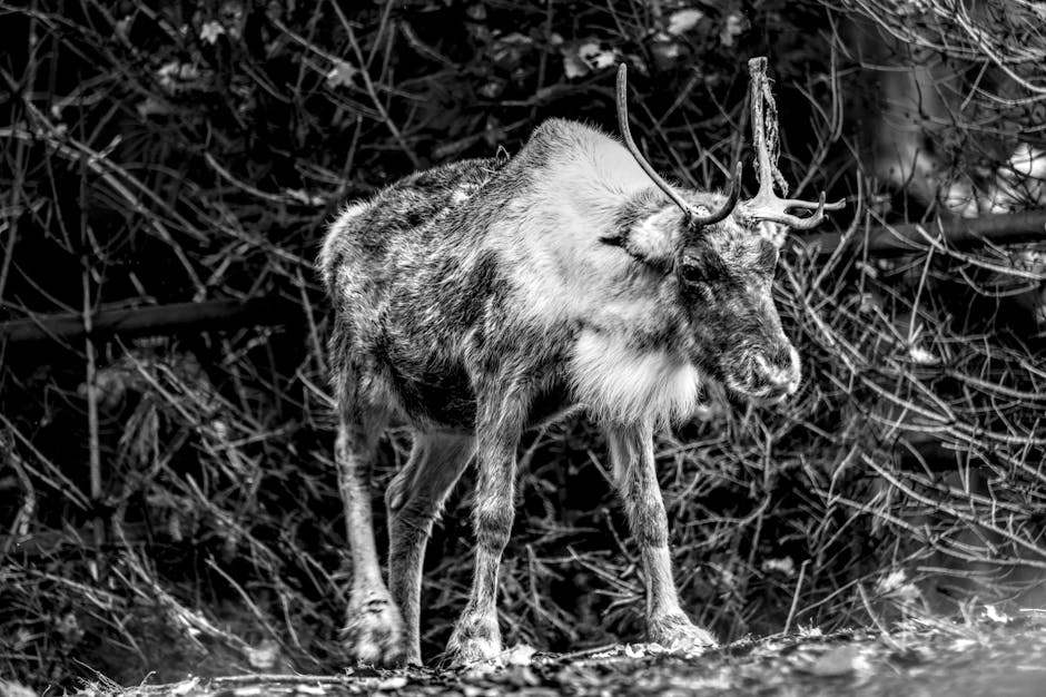 A striking black and white photo of a reindeer standing calmly amidst a forest backdrop.